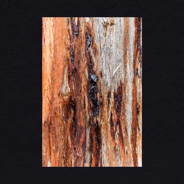 Vibrant Tree Oozing Sap From Trunk by textural